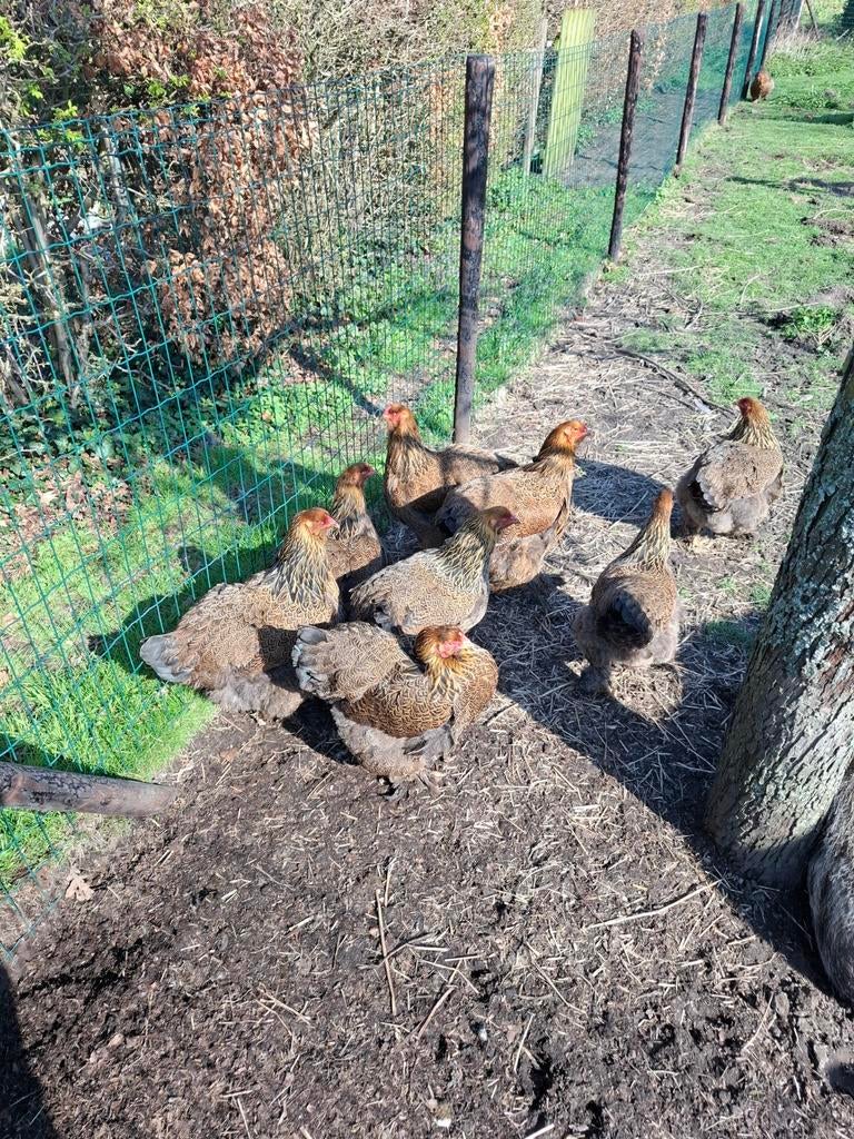 Brahma patrijs kippen, Meerdere dieren, Kip