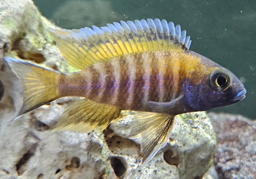 Cichlidés Aulonocara Red Eureka Malawi, Poisson, Poisson d'eau douce