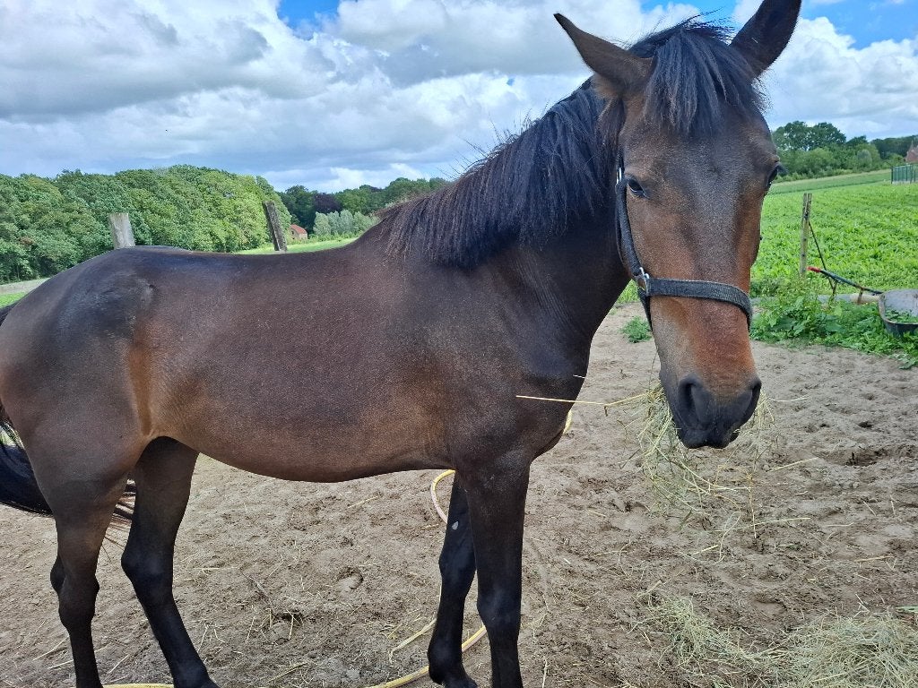 Paard van 3jaar, Animaux & Accessoires, Chevaux, Vermifugé, Hongre, 160 à 165 cm, Non dressé