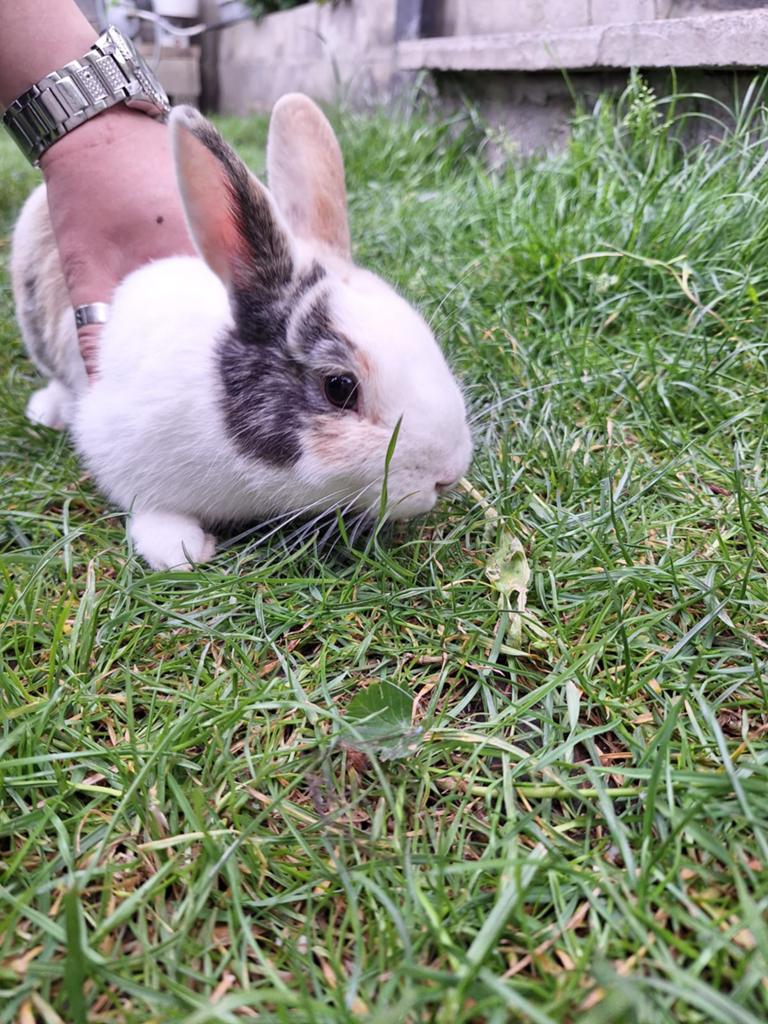 Accessoires lapin, Dieren en Toebehoren, Knaagdieren en Konijnen | Toebehoren, Ophalen