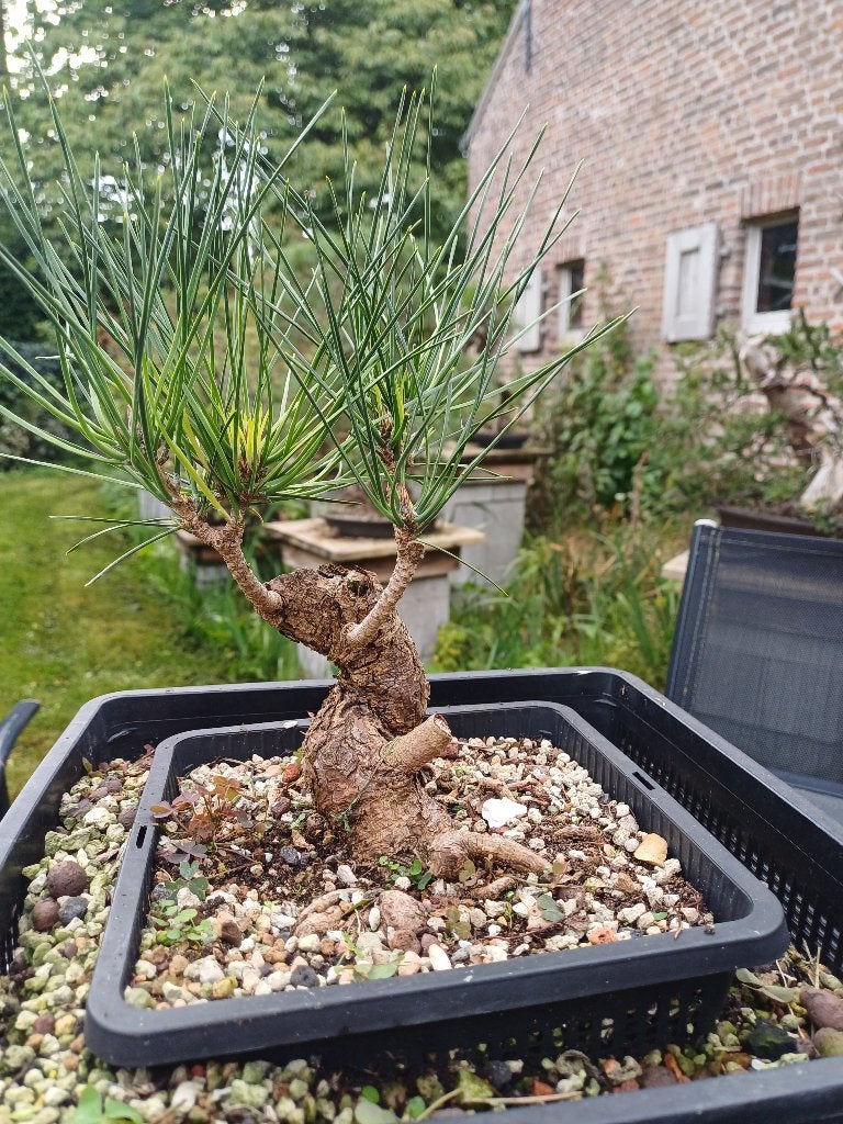 Japanse Zwarte Den Shohin Bonsai Startplant, Tuin en Terras, Bloeit niet, Overige soorten, Minder dan 100 cm, Ophalen