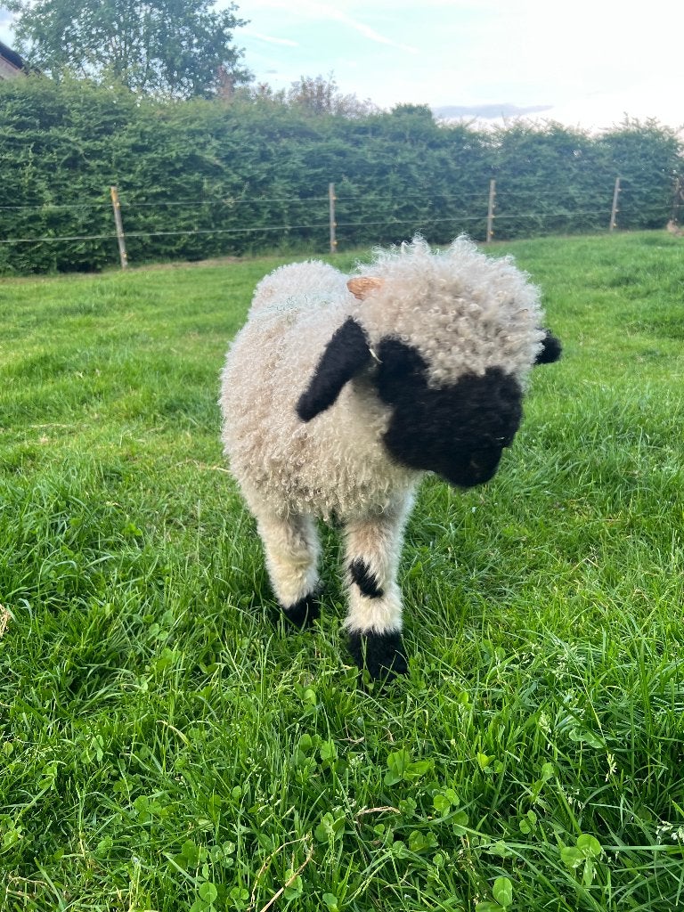 walliser schwarznase: ram, Mannelijk, Schaap, 0 tot 2 jaar