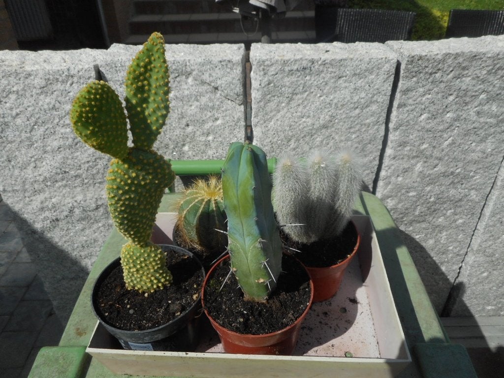 planten, Tuin en Terras, Ophalen of Verzenden, Vaste plant, Overige soorten, Volle zon