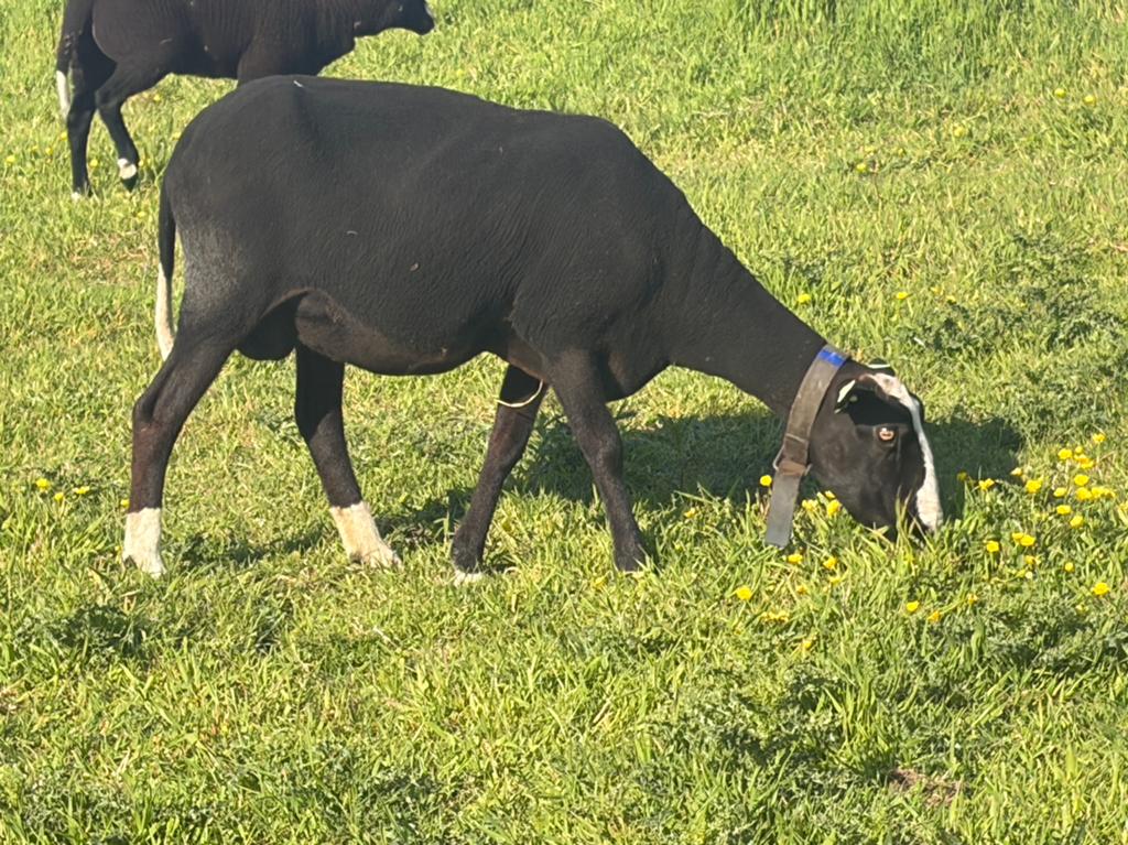 Zwartbles met lam, Dieren en Toebehoren, Schapen, Geiten en Varkens