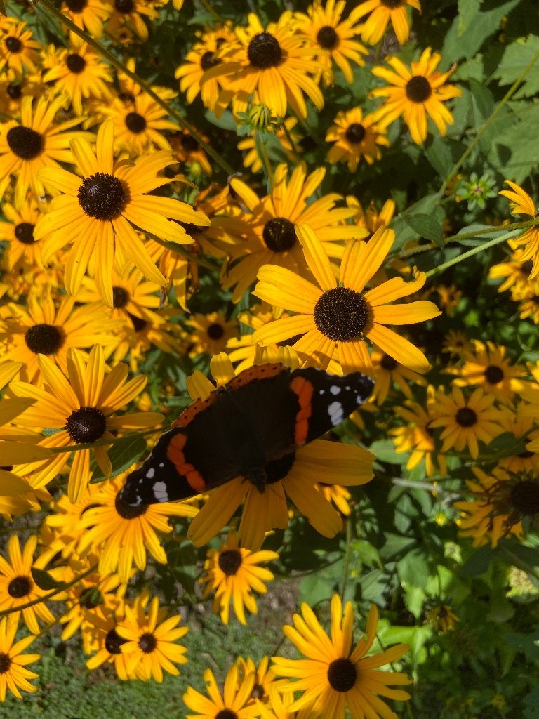 Rudbeckia goldsturm, Volle zon, Vaste plant, Zomer, Ophalen