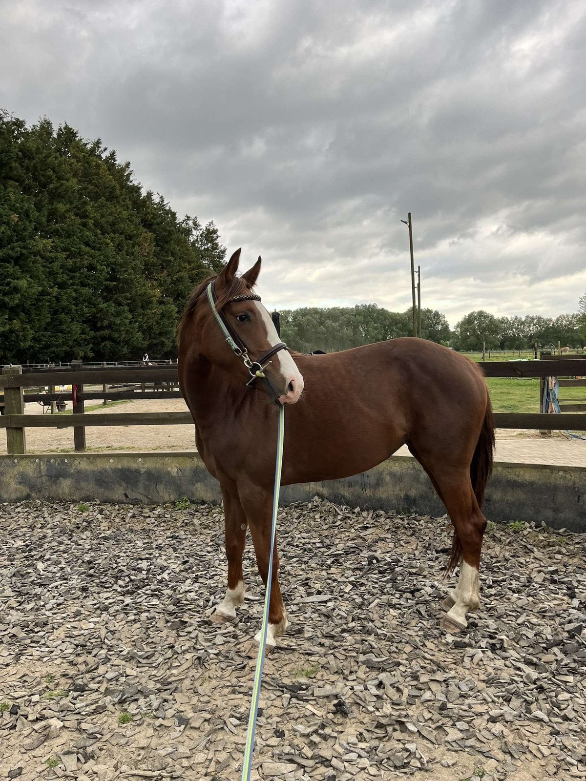 4 jarige merrie ( Cavalier de russe X Darco), Dieren en Toebehoren, Paarden, Merrie, Springpaard, Met stamboom, Zadelmak