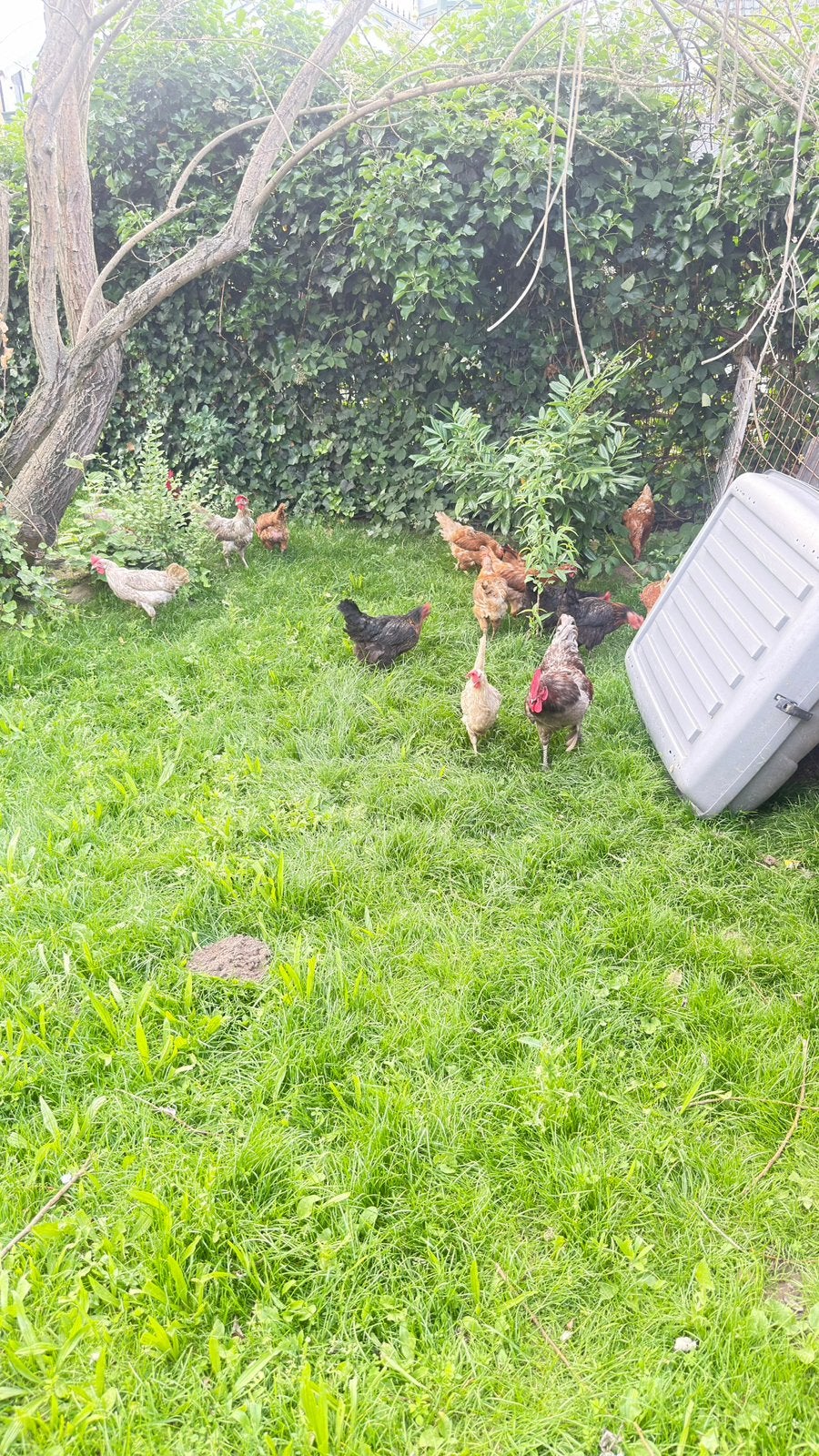 18 poulets et 1 coq à vendre, Animaux & Accessoires, Plusieurs animaux, Poule ou poulet