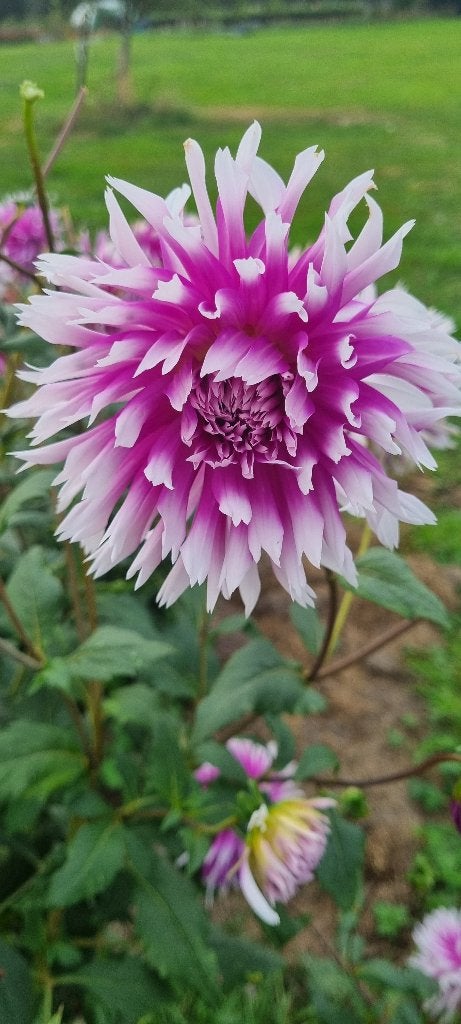 Dahlia Alain claire obscure, Tuin en Terras, Ophalen of Verzenden, Voorjaar, Volle zon, Bloembol
