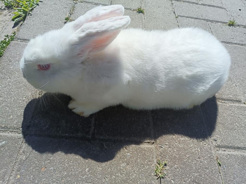 Witte nieuw Zeelander....., Meerdere dieren, Groot, 0 tot 2 jaar