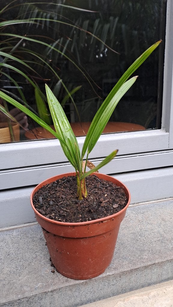 palmboompjes, Enlèvement, Ne fleurit pas, Plante fixe, Mi-ombre