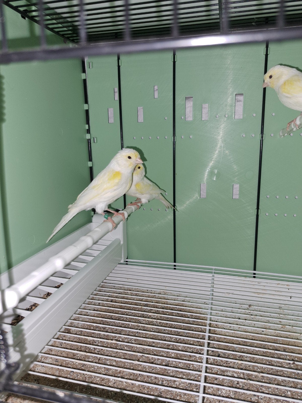 Geel mozaiek kanaries, Dieren en Toebehoren, Meerdere dieren, Kleurkanarie