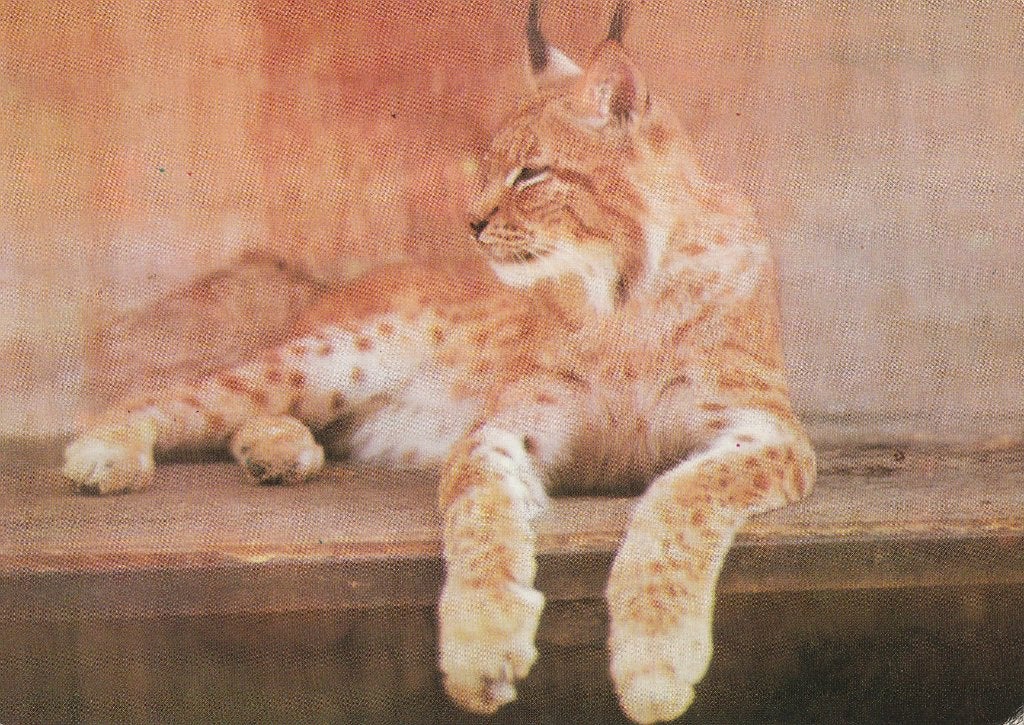 LYNX, Collections, Cartes postales | Animaux, Envoi, Non affranchie, Animal sauvage