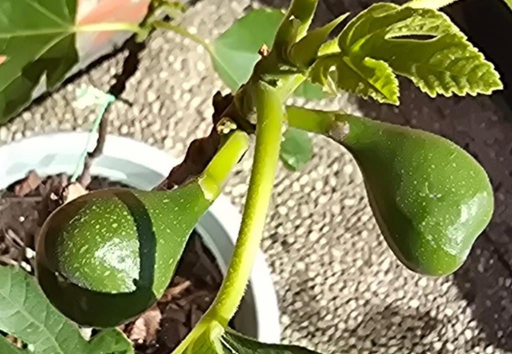 Figuier 'BROWN TURKEY' Ficus Carica 1v1, Jardin & Terrasse, Figuier, En pot, Plein soleil, Moins de 100 cm