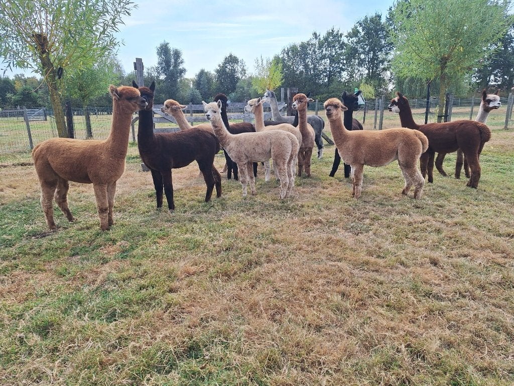 Alpaca merrie, Dieren en Toebehoren, Overige Dieren, Januari, Vrouwelijk