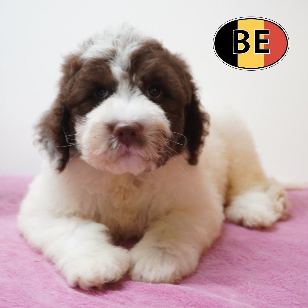 Lagotto Romagnolo pups - De elegantie van Italiaanse krullen, Dieren en Toebehoren, Parvo, België, 8 tot 15 weken, Meerdere