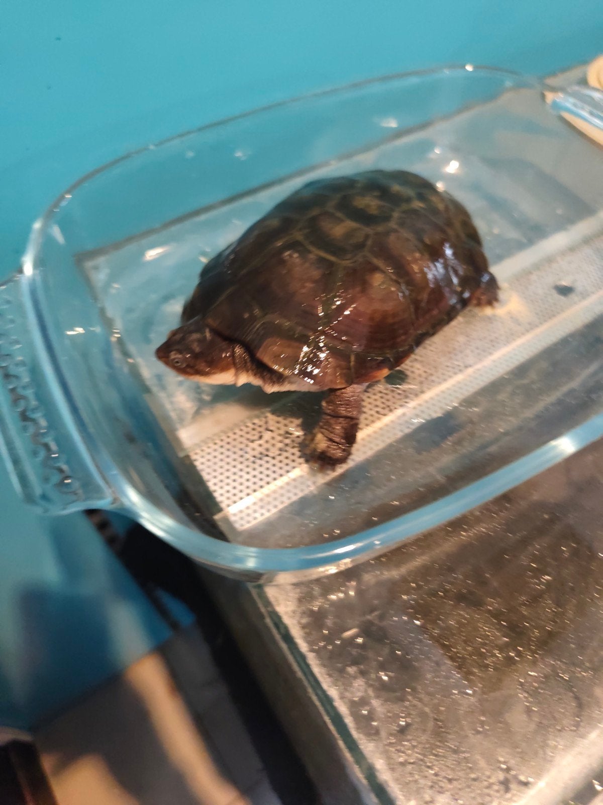 Congoles moeras schilpad, Animaux & Accessoires, Reptiles & Amphibiens