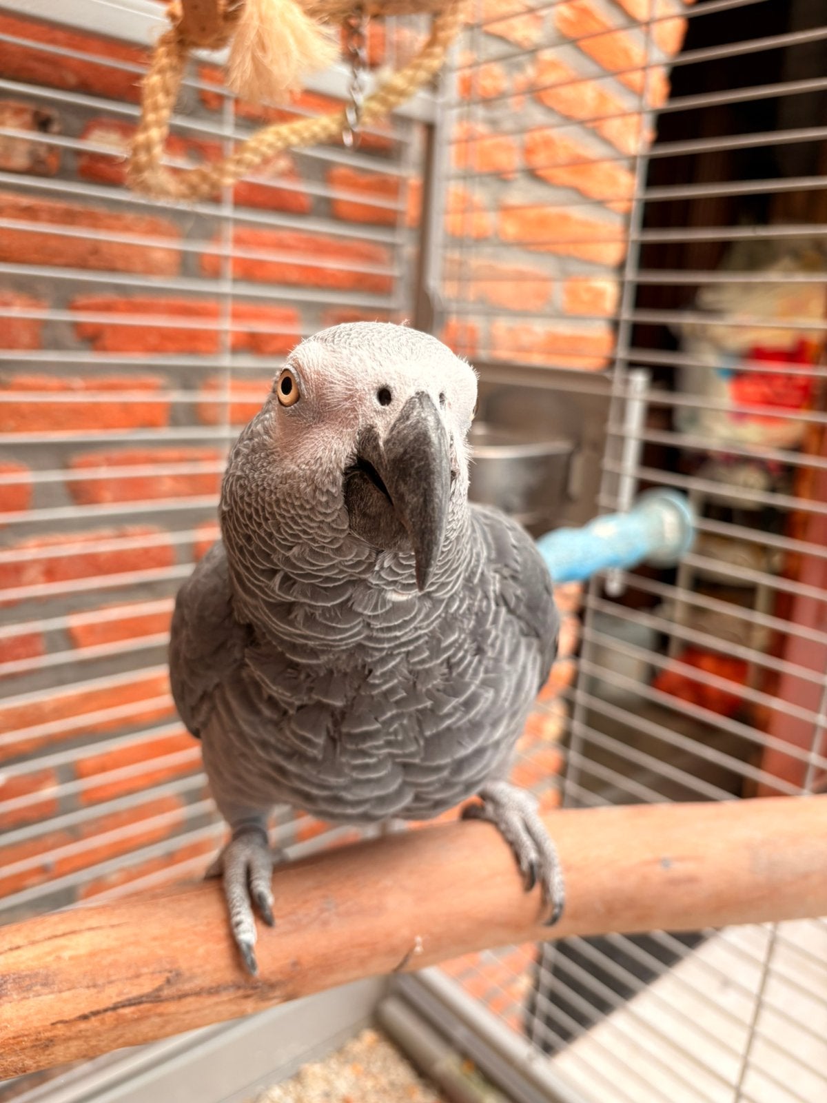Grijze roodstaart te koop!, Dieren en Toebehoren, Vrouwelijk, Papegaai, Pratend
