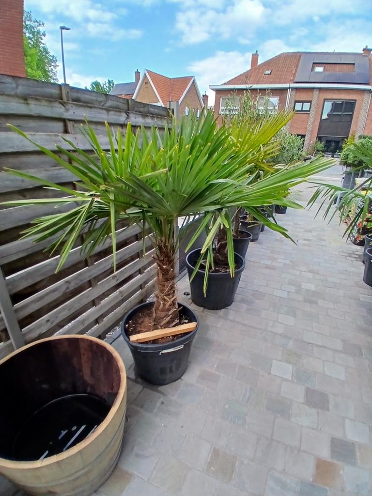 ‼️palmbomen trachycarpus fortunei aan stuntprijzen‼️, Ophalen