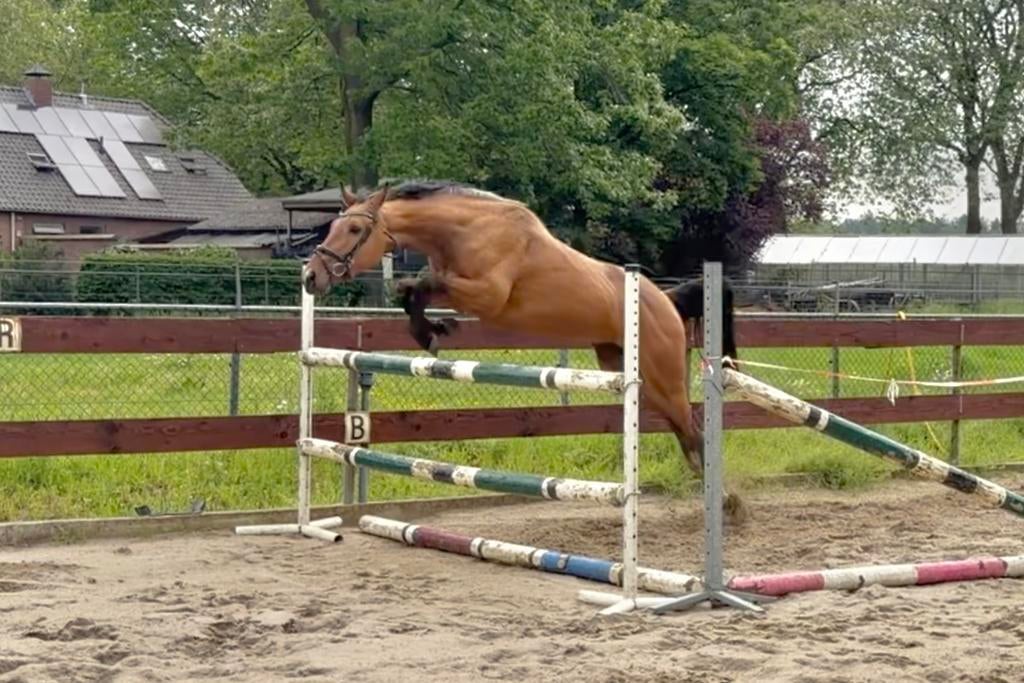 Brave 3 jarige VALK E-pony / klein paard met afstamming, Dieren en Toebehoren, Merrie, Springpaard, Minder dan 160 cm, Met stamboom