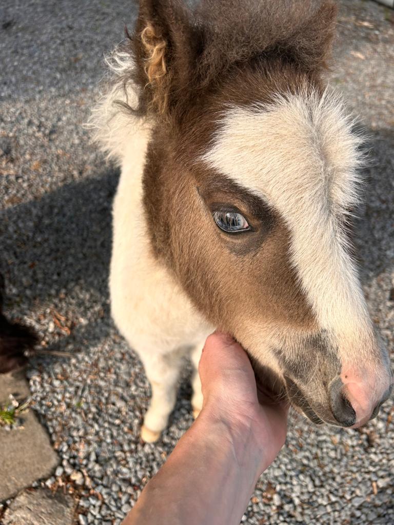 Uniek merrieveulen met 2 blauwe ogen zoekt fijn thuisje, Animaux & Accessoires, Poneys, Jument, Avec puce électronique