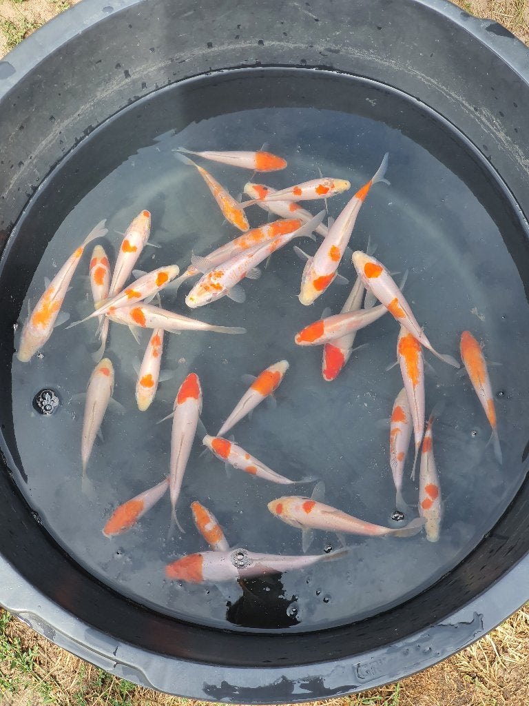 KOI TE KOOP (16–35 CM), Carpe ou Koï