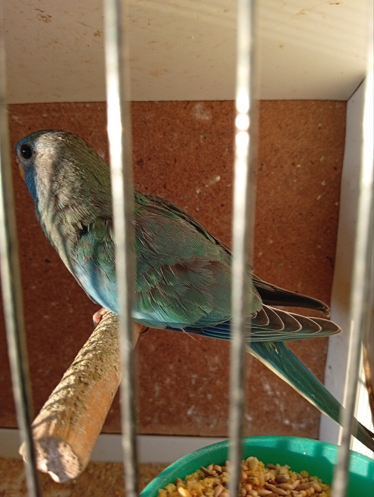 Splendid turquoise ef violet  26, Bagué