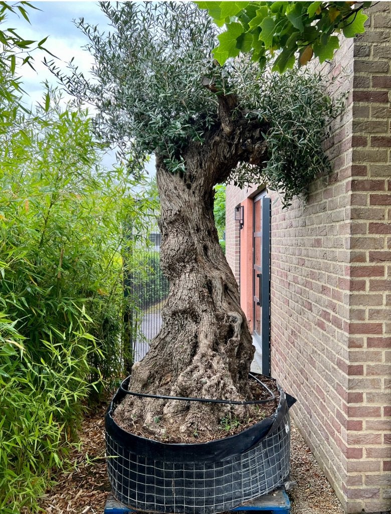 Olijfboom, Tuin en Terras, Planten | Bomen, Ophalen, In pot, Olijfboom