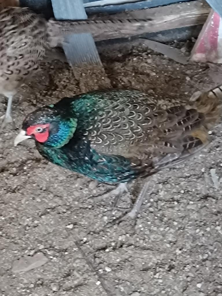 Fazant fazanten, Dieren en Toebehoren, Mannelijk