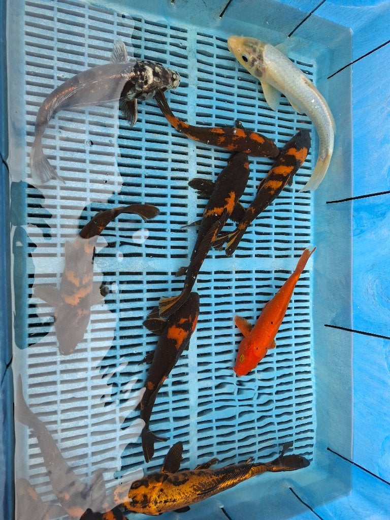 15 koi, Dieren en Toebehoren, Vissen | Vijvervissen