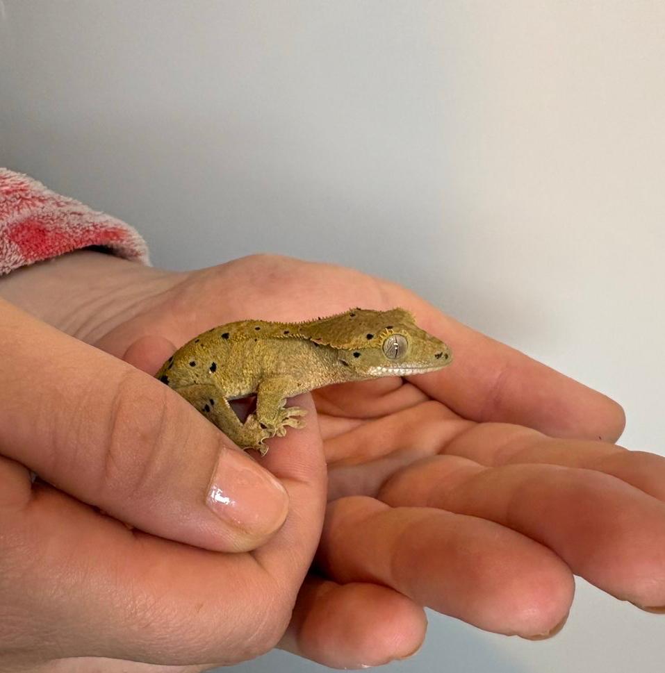 Wimpergekko, Dieren en Toebehoren, Hagedis, 0 tot 2 jaar