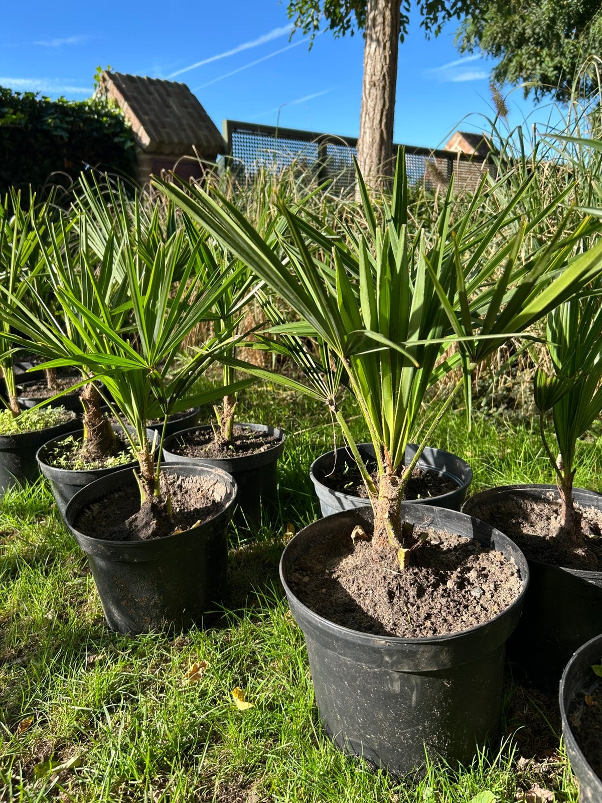 Jeune Trachycarpus Fortunei en pot, Jardin & Terrasse, Enlèvement
