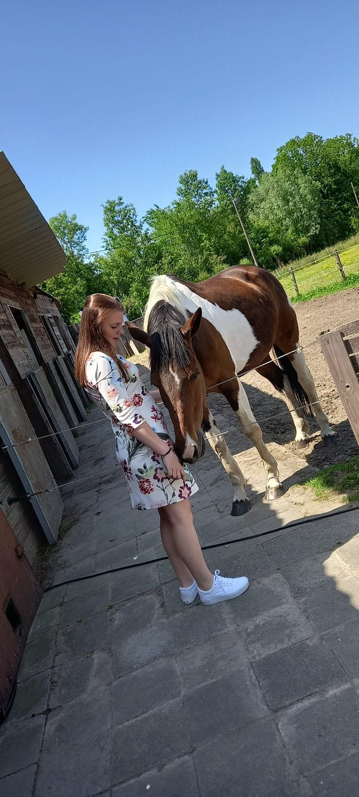 Werkwillige merrie - 8 jaar, Animaux & Accessoires, Avec pedigree, Débourré, Moins de 160 cm, Cheval de récréation