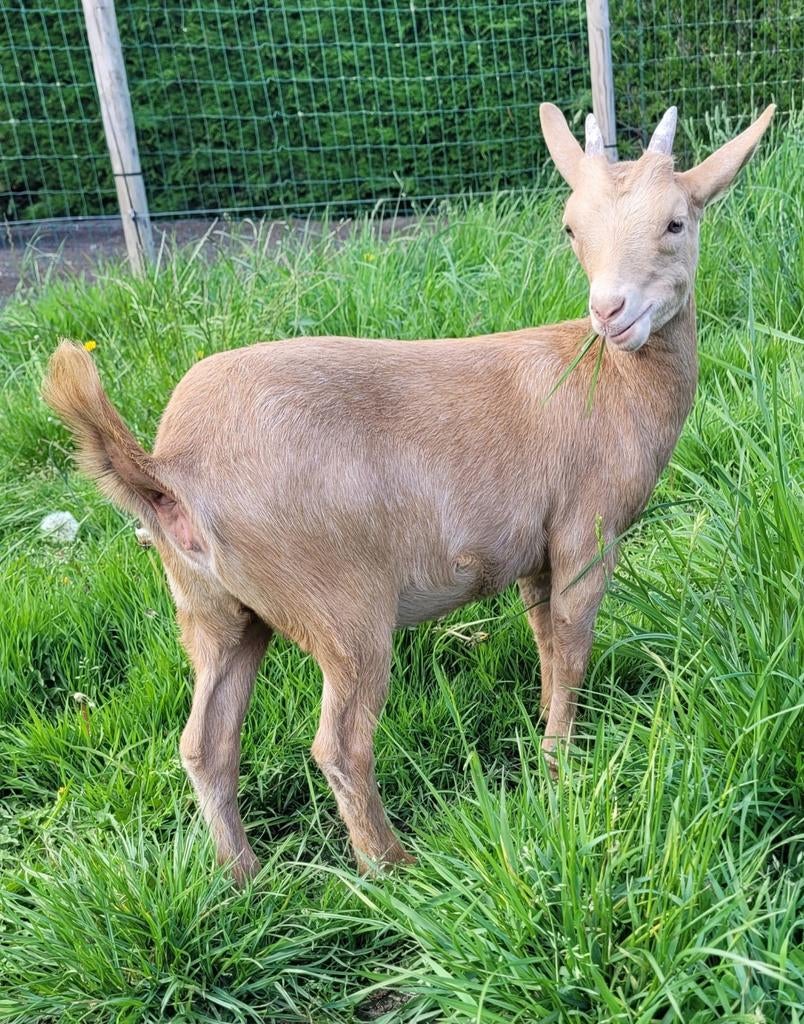 Camelschimmel (mieke), Dieren en Toebehoren