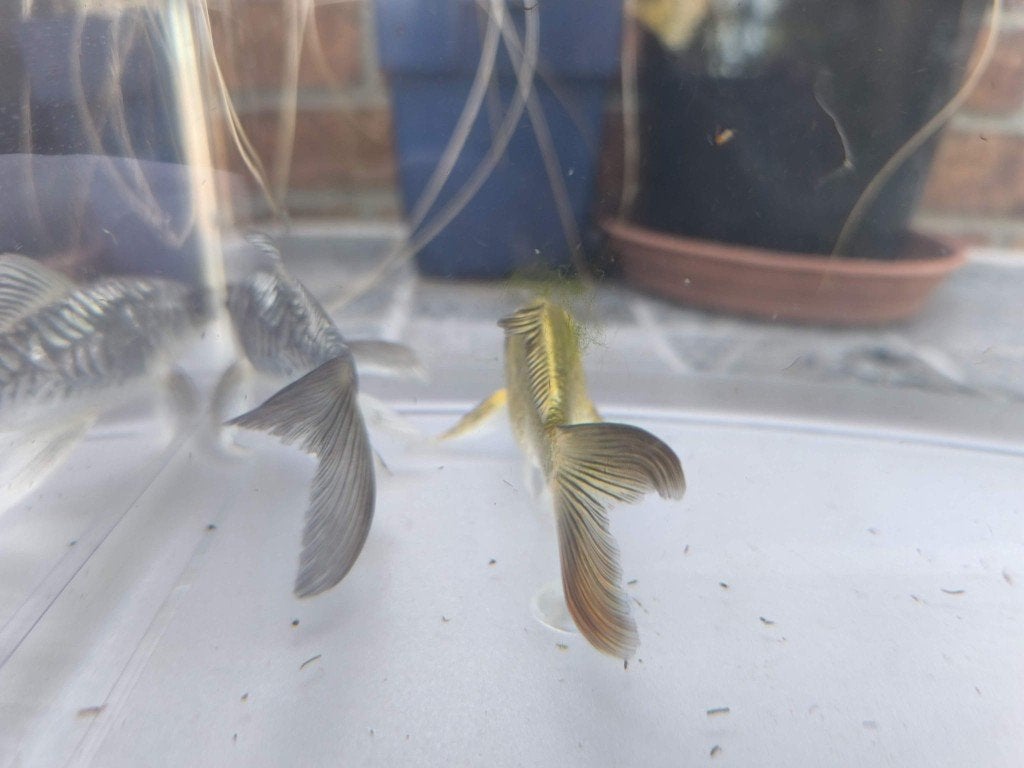 Te koop : 2 vlinderkoi 10-12 cm, Dieren en Toebehoren, Vissen | Vijvervissen, Karper of Koi