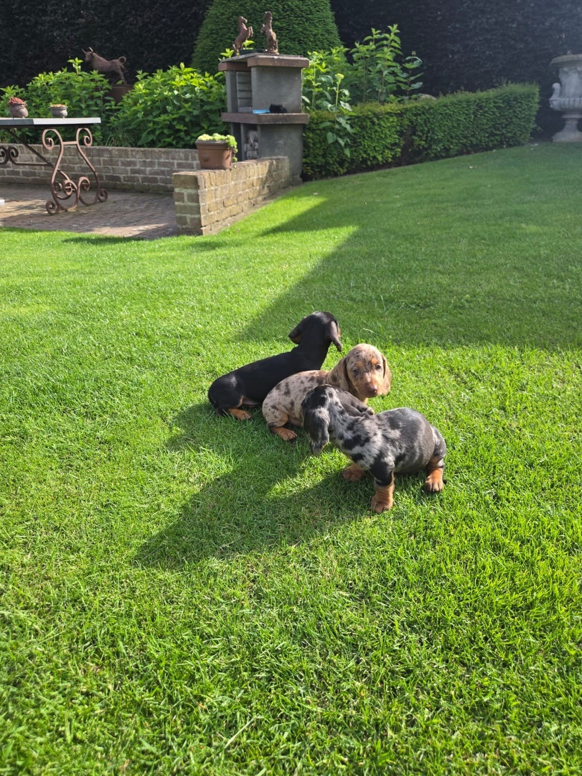 Teckel pups, België, Particulier, 8 tot 15 weken, Korthaar