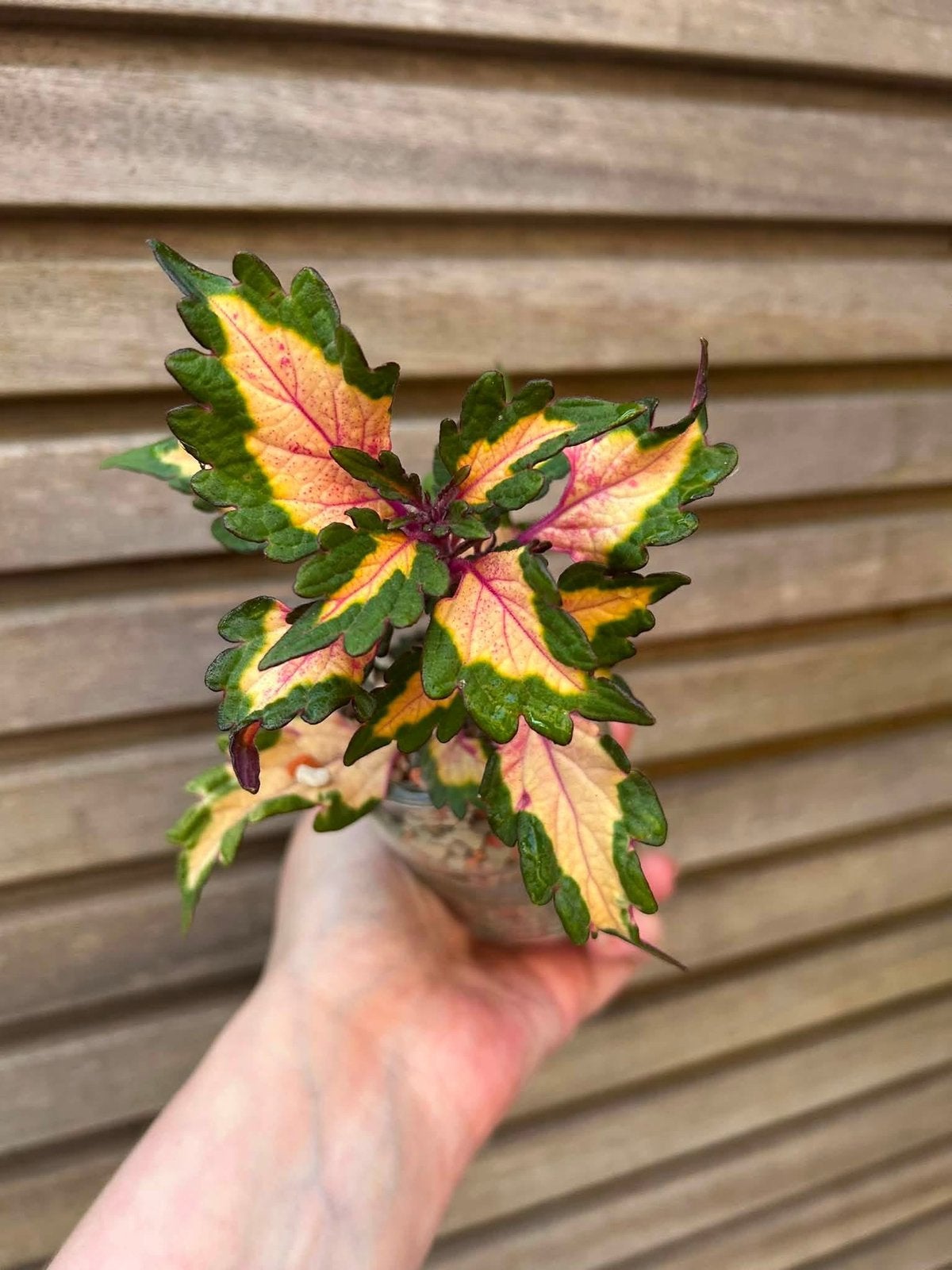 Coleus / siernetel Down Town Miami Magic, Tuin en Terras, Planten | Tuinplanten, Ophalen of Verzenden
