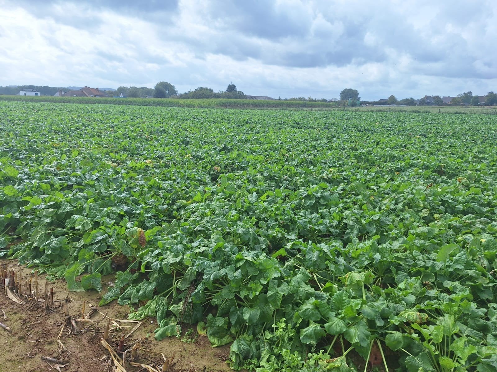Voederbieten oogst 2026 - maisbalen - stro, Zakelijke goederen, Ophalen