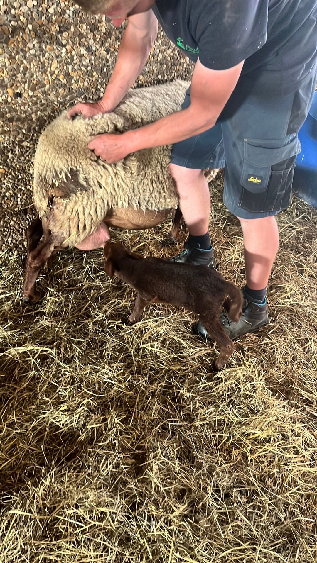 Verstoten ardense voskop lam, Dieren en Toebehoren
