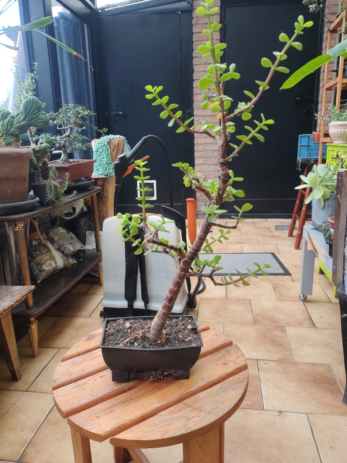 Portulacaria afra. bonsai, Tuin en Terras, Ophalen of Verzenden