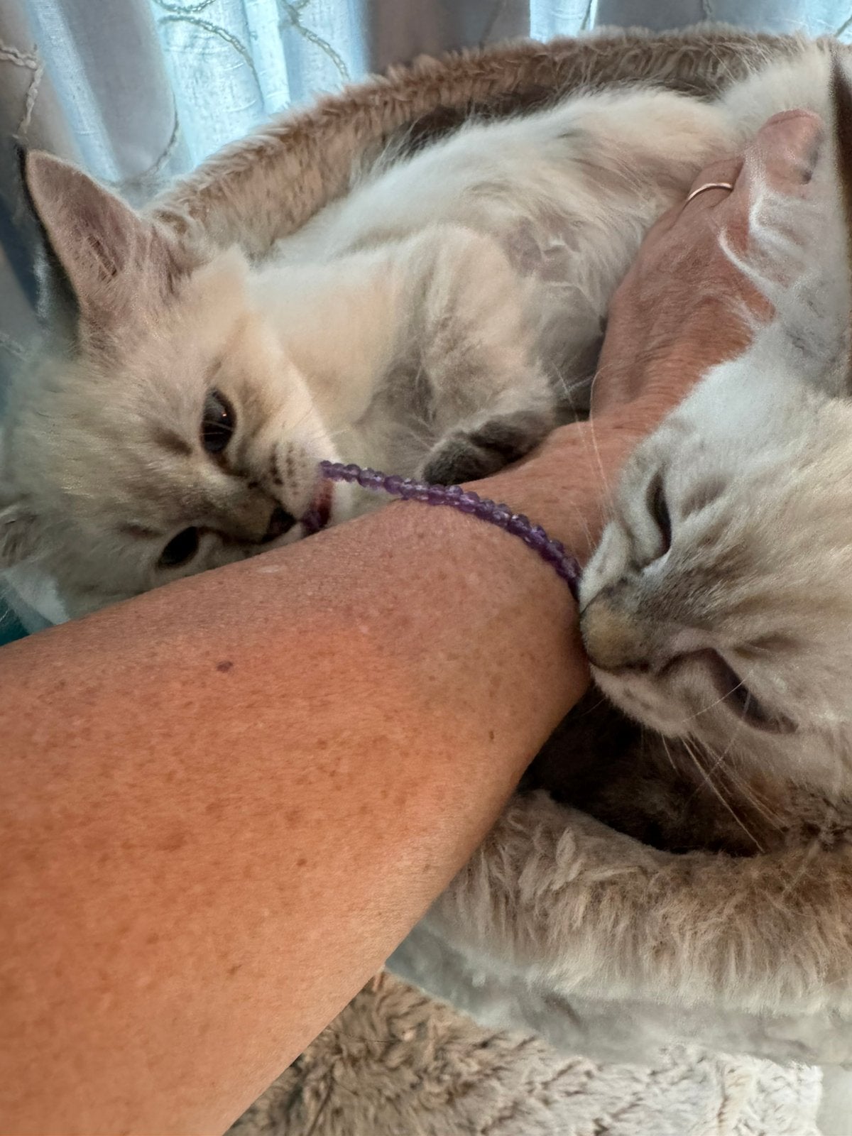 Siberische kittens te koop, Dieren en Toebehoren, Katten en Kittens | Raskatten | Langhaar, Kater, Met stamboom, 0 tot 2 jaar