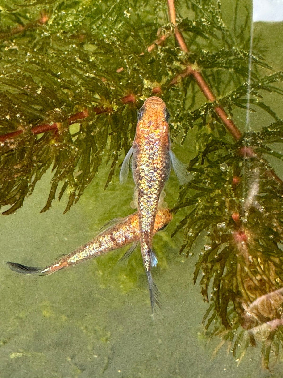 Medaka eitjes te koop (Ulysses red lace longfin)