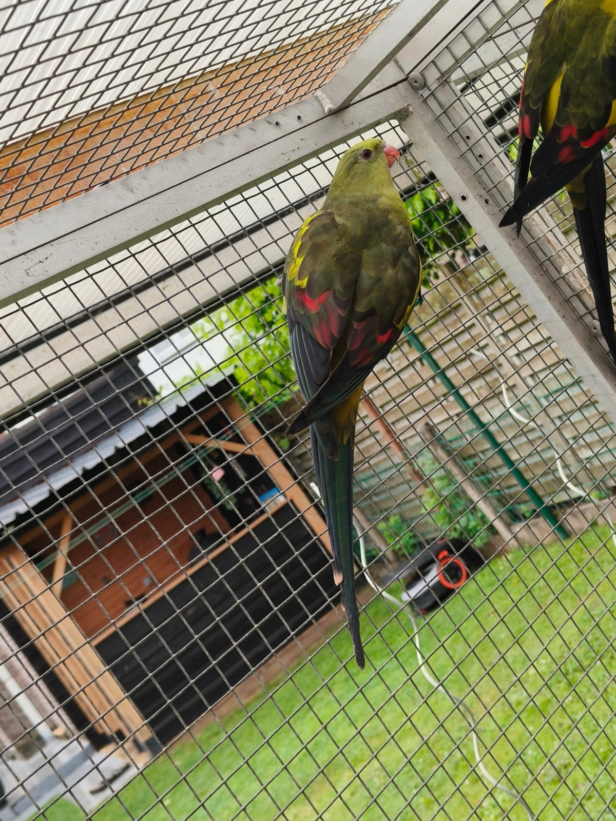 Bergparkiet pop ruilen, Dieren en Toebehoren, Geringd