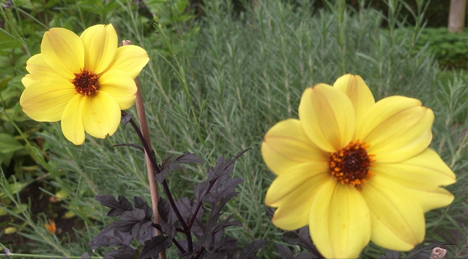 Dahlia plant in pot, Enlèvement