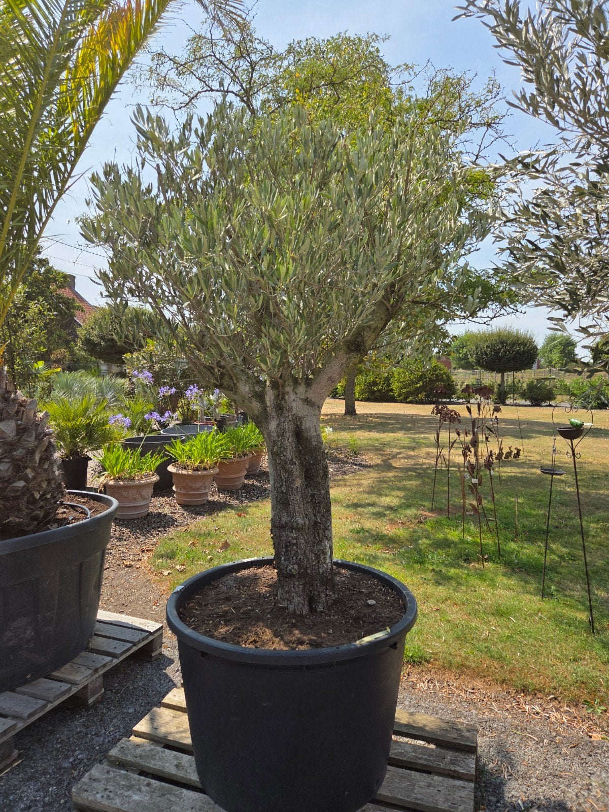Olijfboom Olea Europaea, Jardin & Terrasse, Plantes | Arbres, Enlèvement, Olivier