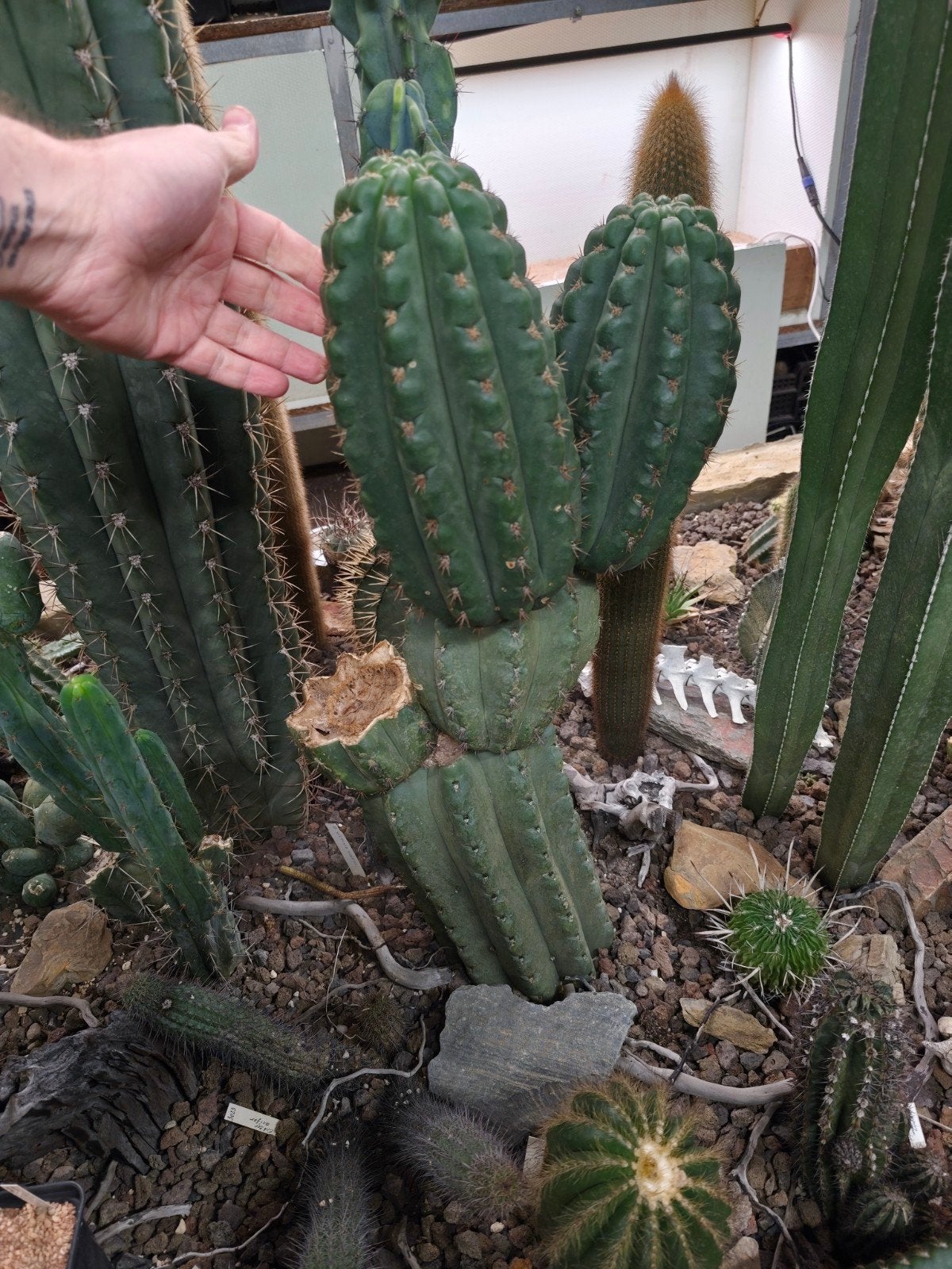 verschillende cactussen  te koop, Ophalen, 200 cm of meer, Cactus, Bloeiende kamerplant