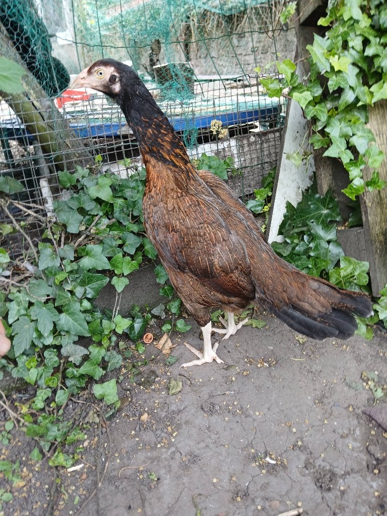 Shamo aseel.hen, Dieren en Toebehoren, Pluimvee, Vrouwelijk, Kip