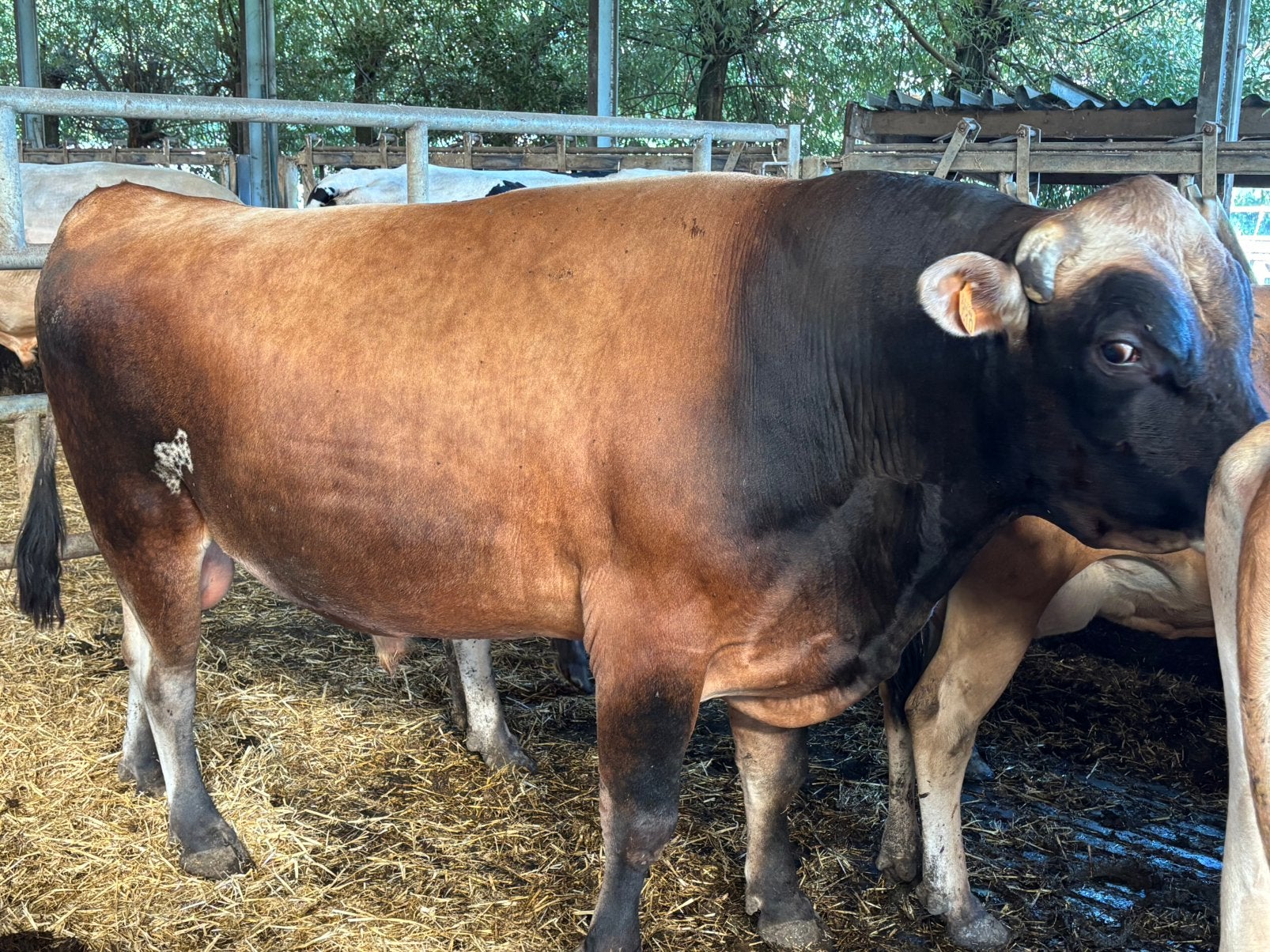 Dekstier jersey, Dieren en Toebehoren, Mannelijk, 3 tot 6 jaar
