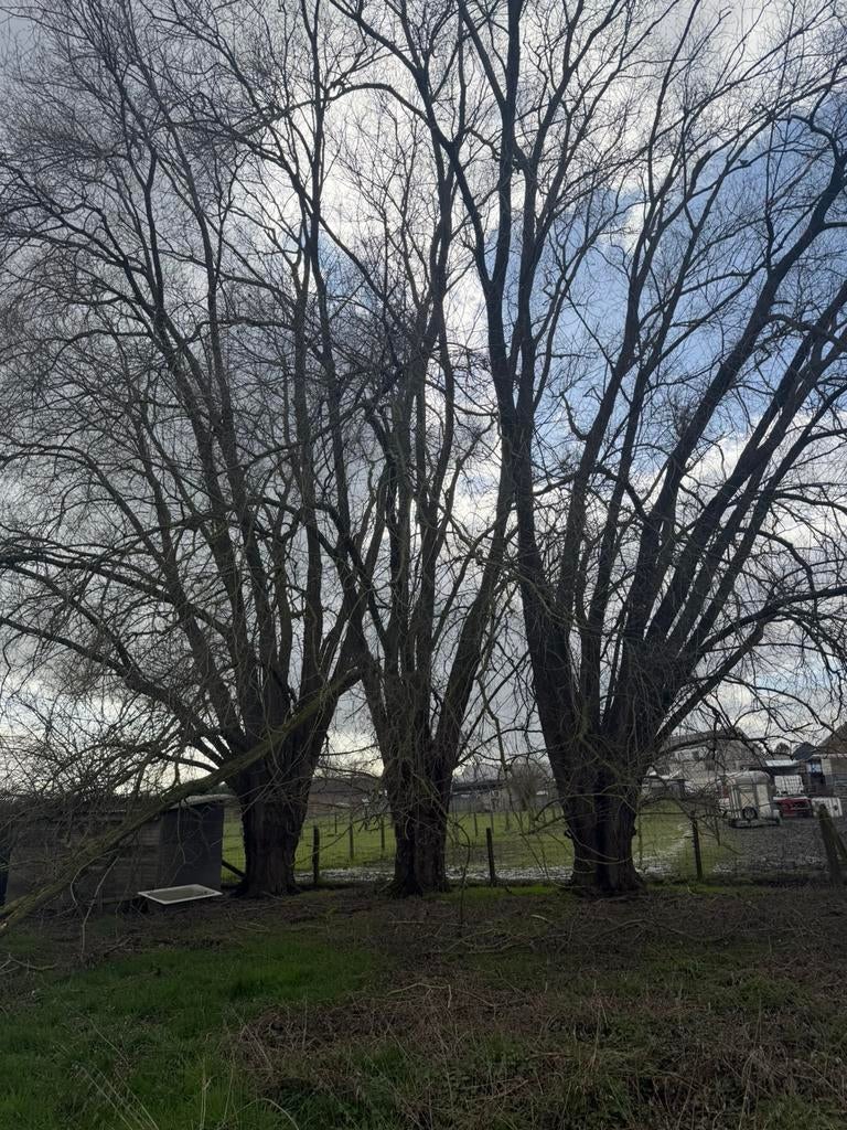 Knotwilgen te knotten voor hout, Tuin en Terras, Ophalen