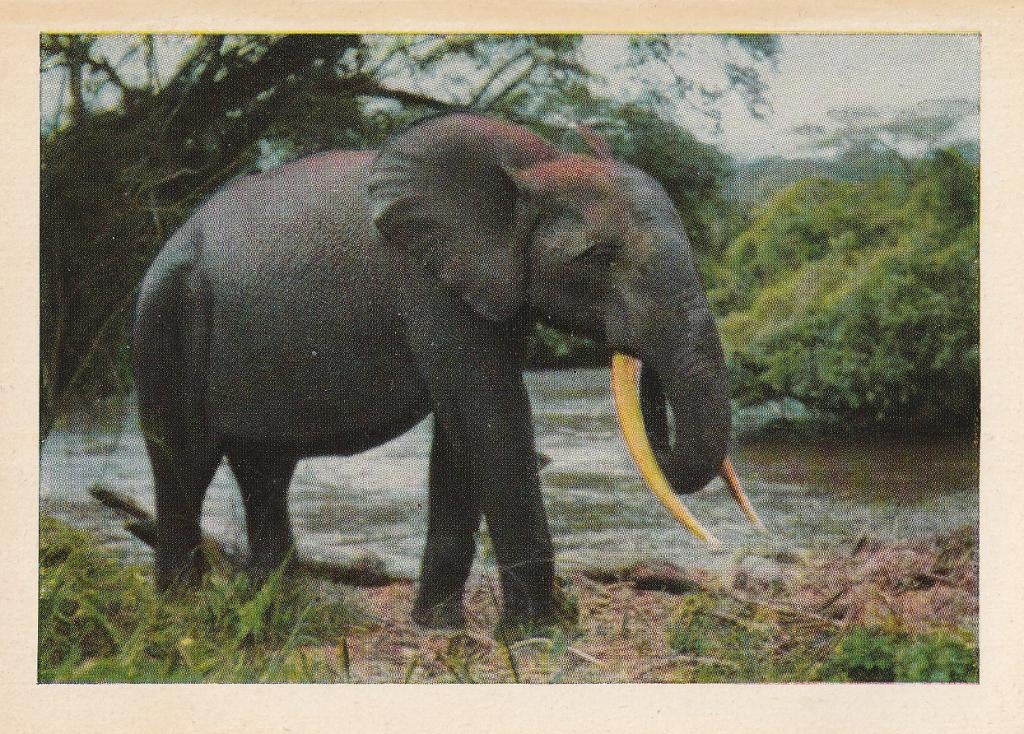 CHROMO  OLIFANT, Verzenden, Zo goed als nieuw, Dier, Prent