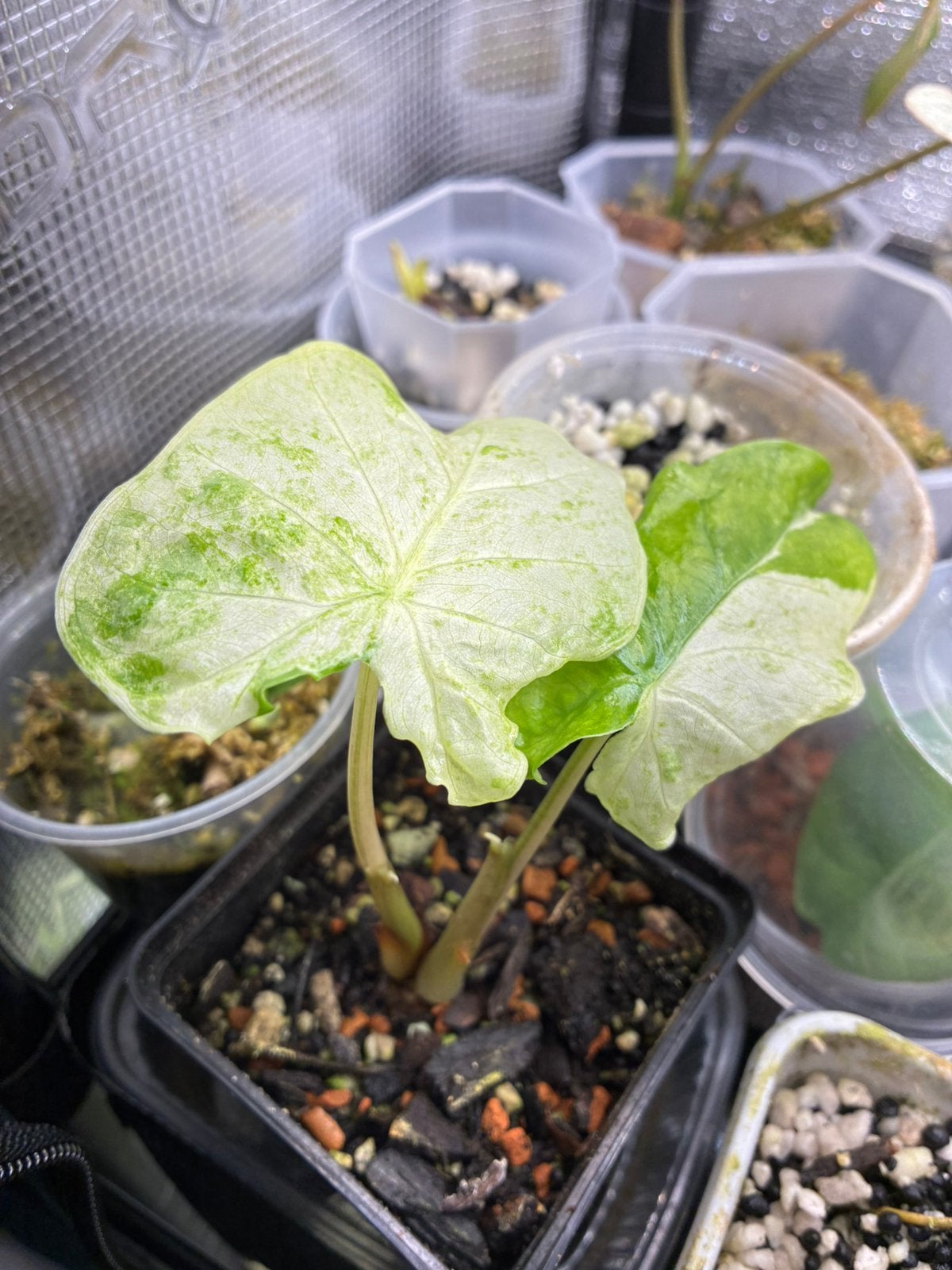 Alocasia Macrorrhiza Splash variegata, Autres espèces, En pot, Enlèvement ou Envoi, Moins de 100 cm